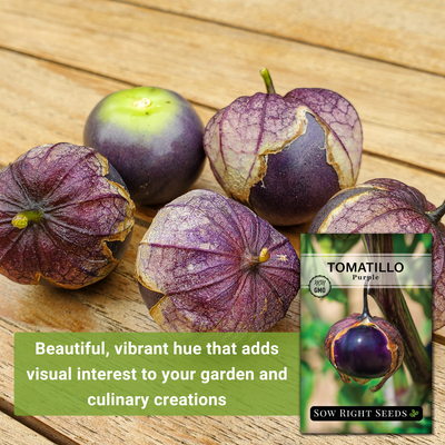 purple tomatillo seeds beautiful vibrant hue that adds visual interest to your garden and culinary creations