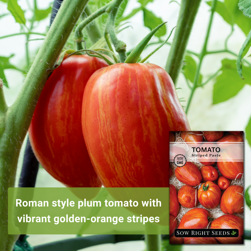 striped paste tomato roman style plum tomato with vibrant golden-orange stripes