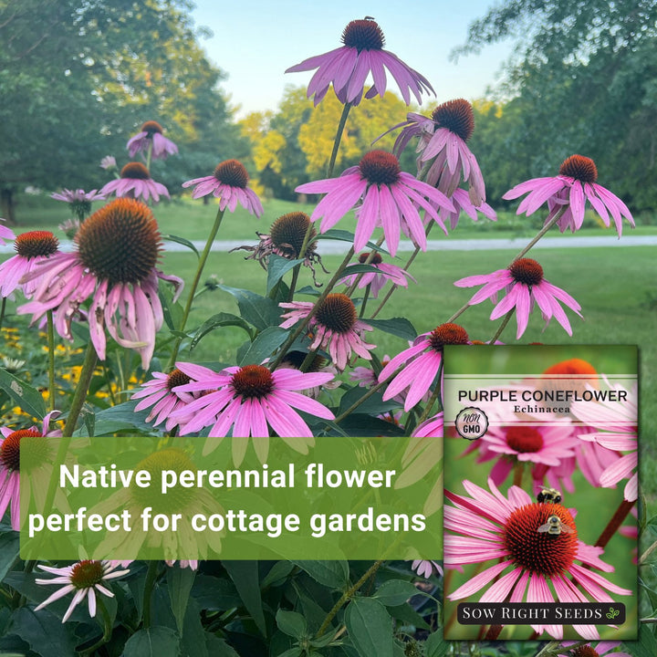 planting purple coneflower seeds Echinacea Seeds