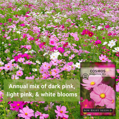 sensation mix cosmos seeds annual mix of dark pink, light pink, and white blooms
