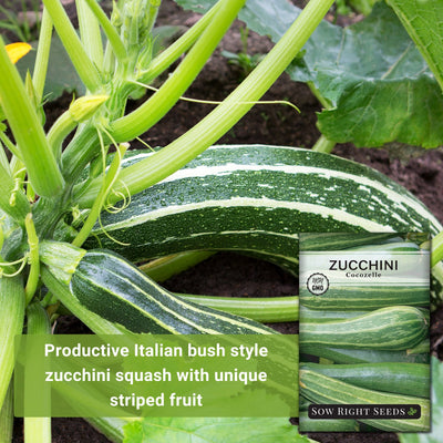 Productive Italian bush style zucchini squash with unique striped fruit