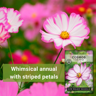 candy stripe cosmos whimsical annual with striped petals