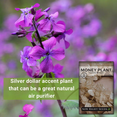 money plant lunaria silver dollar accent plant that can be a great natural air purifier 