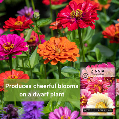 thumbelina zinnia produces cheerful blooms on a dwarf plant