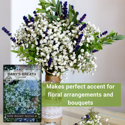 annual baby's breath seeds makes perfect accent for floral arrangements and bouquets