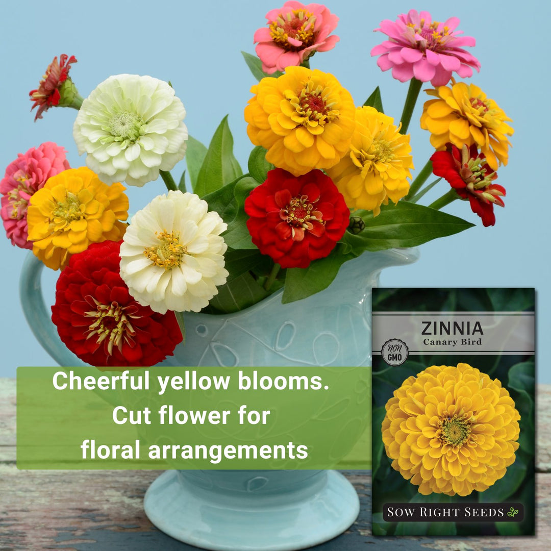 Canary Bird Zinnia | Vibrant Yellow Annual Flower Seeds – Sow