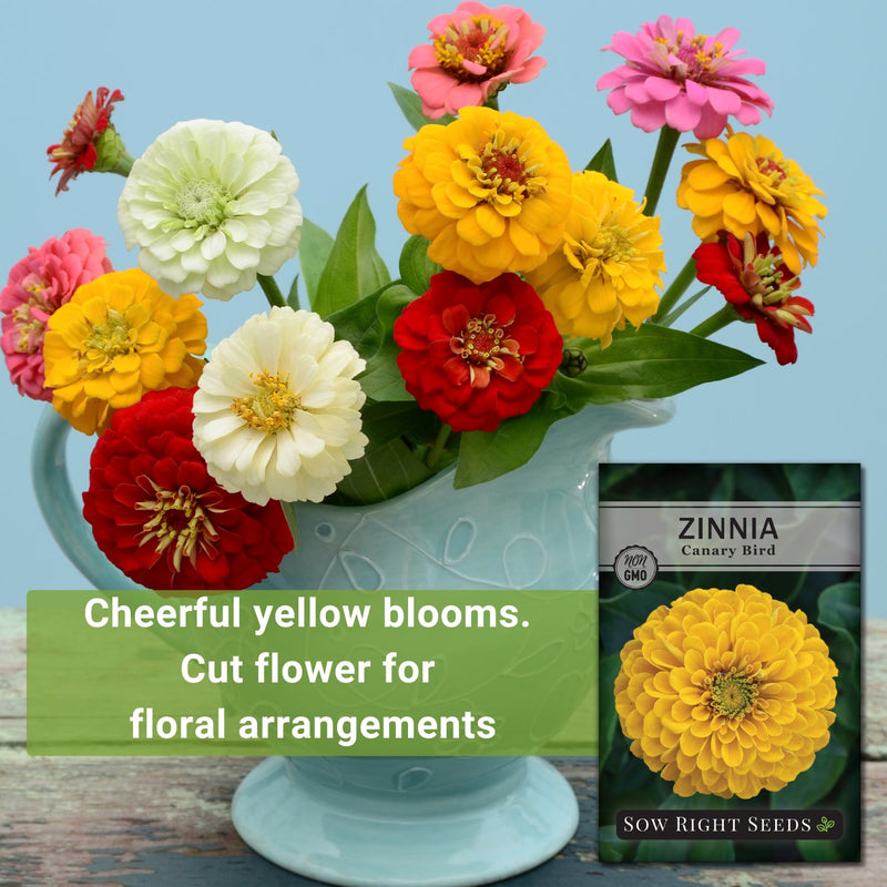 canary bird zinnia seeds cheerful yellow blooms cut flower for floral arrangements