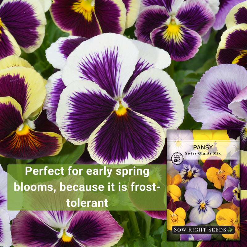 swiss giants mix pansy perfect for early spring blooms because it is frost-tolerant