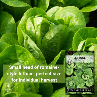 little gem lettuce small head of romaine-style lettuce, perfect size for individual harvest