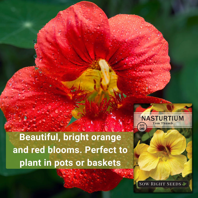 tom thumb nasturtium beautiful bright orange and red blooms, perfect to plant in pots or baskets