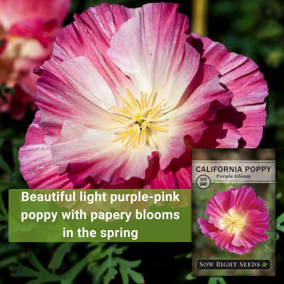 purple gleam poppy beautiful light purple pink poppy with papery blooms in the spring