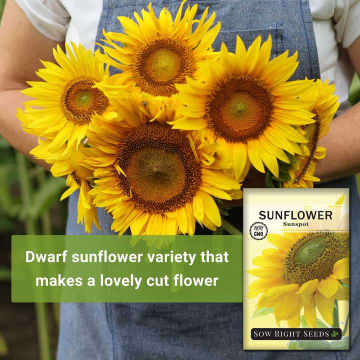 short sunflower seeds to plant Sow Right Seeds