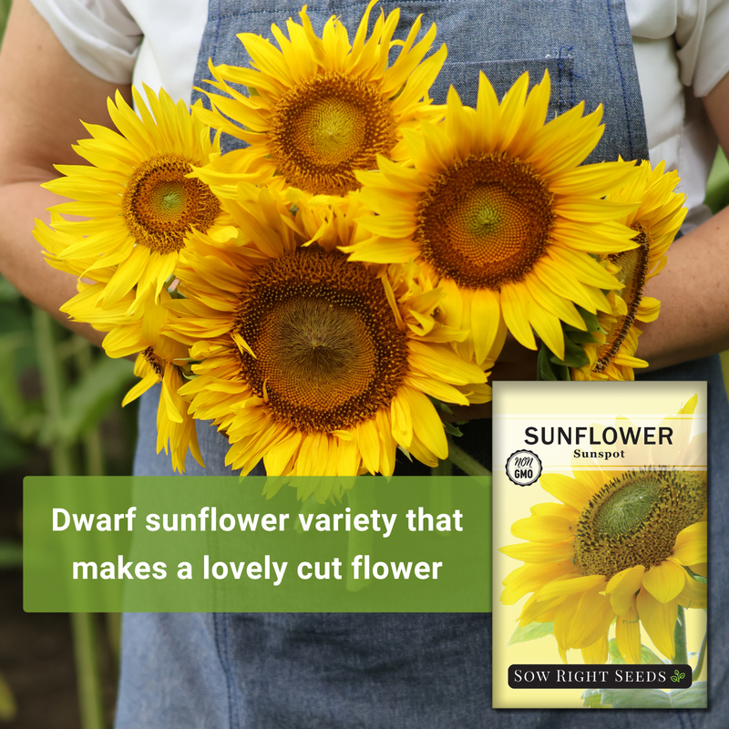 sunspot sunflower seeds dwarf variety that makes a lovely cut flower