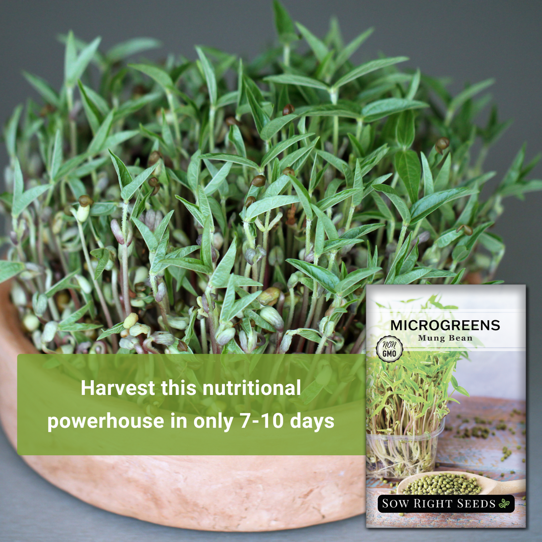 Mung Bean - Healthy Microgreen Snack