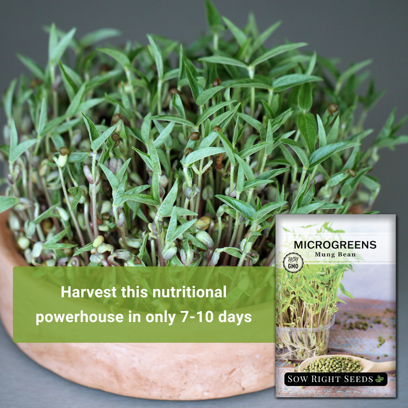 mung bean microgreens seeds harvest this nutritional powerhouse in only 7 to 10 days