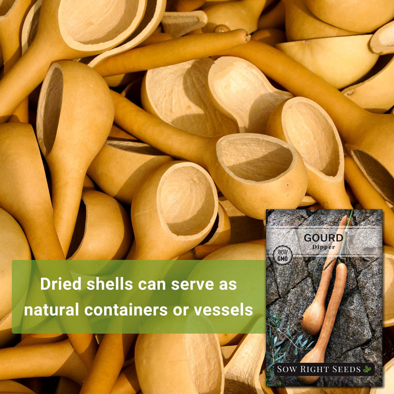 dipper gourd seeds dried shells can serve as natural containers or vessels