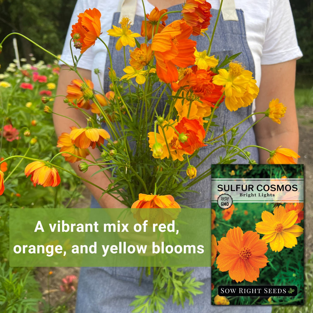Sulfur Bright Lights Cosmos | Unique Annual with Lovely Foliage