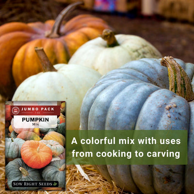 pumpkin mix bulk jumbo seeds a colorful mix with uses from cooking to carving