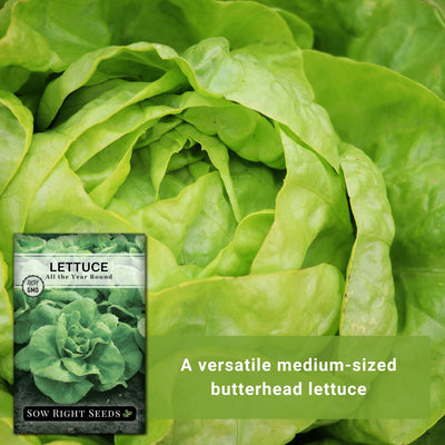 all the year round lettuce seeds a versatile medium-sized butterhead lettuce