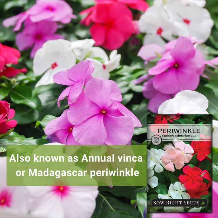 periwinkle flower seeds Periwinkle Flower Seeds