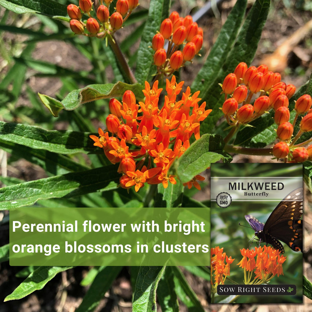 seeds butterfly plants Sow Right Seeds Butterfly Milkweed Seeds; Attract Monarch and Other Butterflies to Your Garden; Non-GMO Heirloom Seeds; Full Instructions for