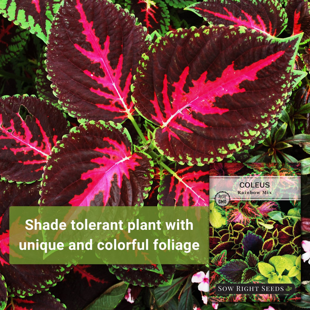 Sow Right Seeds - Coleus Rainbow Mix Seeds for Planting - Beautiful Flowers to Plant in Your Home Garden - Indoors or Outdoors