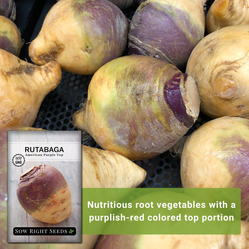 american purple top rutabaga seeds nutritious root vegetables with a purplish-red colored top portion