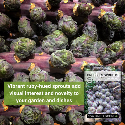 red brussels sprouts seeds vibrant ruby-hued sprouts add visual interest and novelty to your garden and dishes