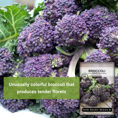 early purple sprouting broccoli seeds unusually colorful broccoli that produces tender florets