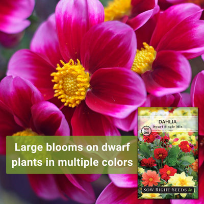 dwarf single mix dahlia large blooms on dwarf plants in multiple colors