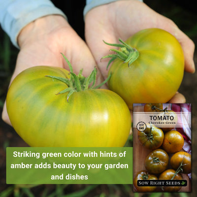 cherokee green tomato seeds striking green color with hints of amber adds beauty to your garden and dishes