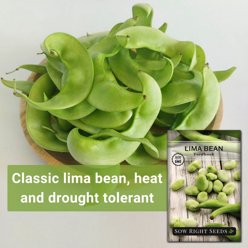 fordhook lima bean classic lima bean heat and drought tolerant