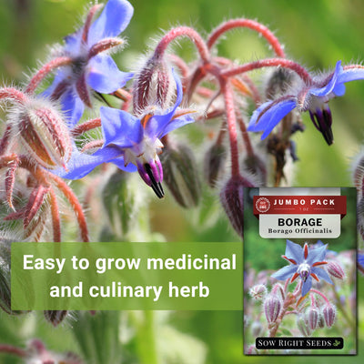 borage bulk jumbo seeds easy to grow medicinal and culinary herb