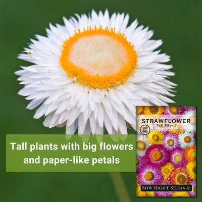 tall mixed strawflower tall plants with big flowers and paper-like petals