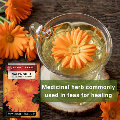 calendula bulk jumbo seeds medicinal herb commonly used in teas for healing