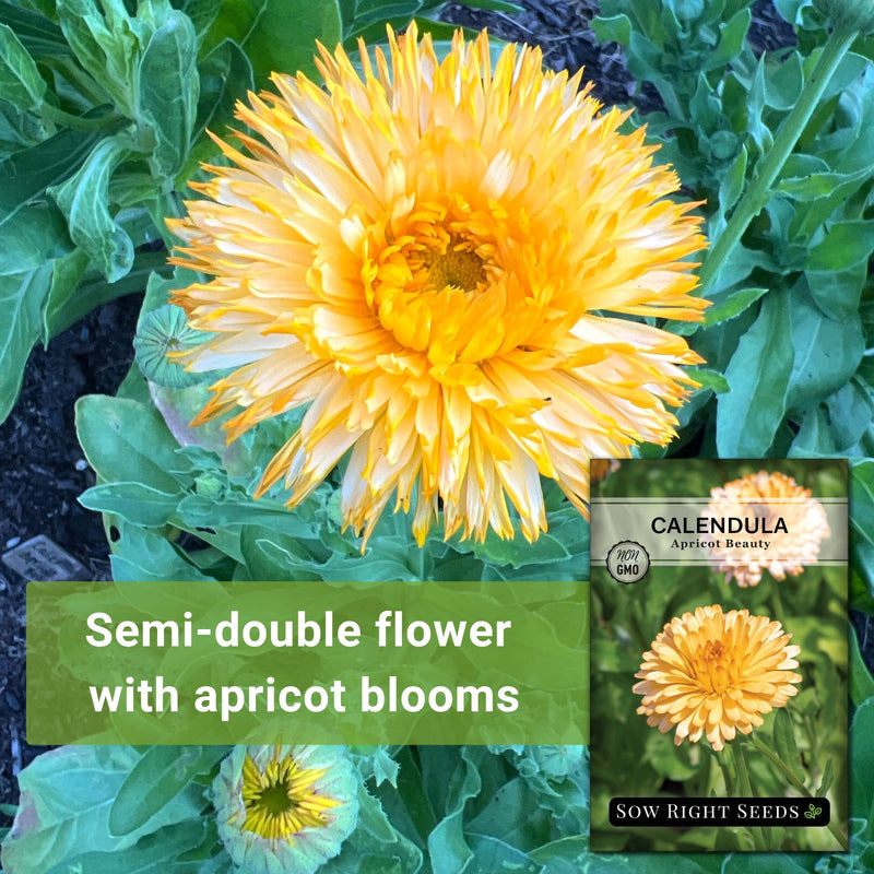 apricot beauty calendula seeds semi-double flower with apricot blooms