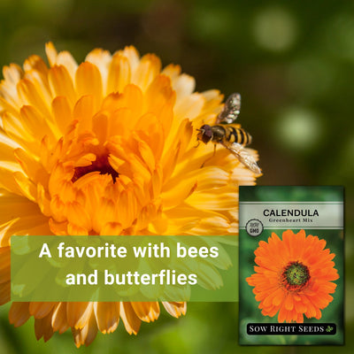 greenheart mix calendula seeds a favorite with bees and butterflies