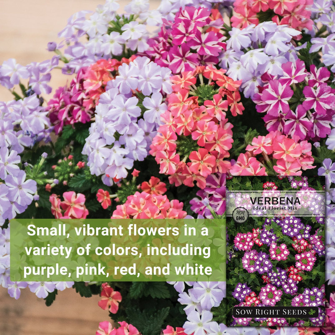 Ideal Florist Mix Verbena Seeds for Planting | Easy to Grow Flower