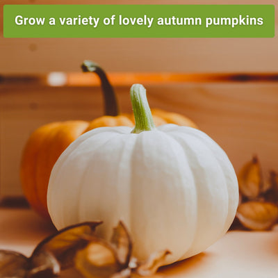 classic pumpkin seed collection grow a variety of lovely autumn pumpkins