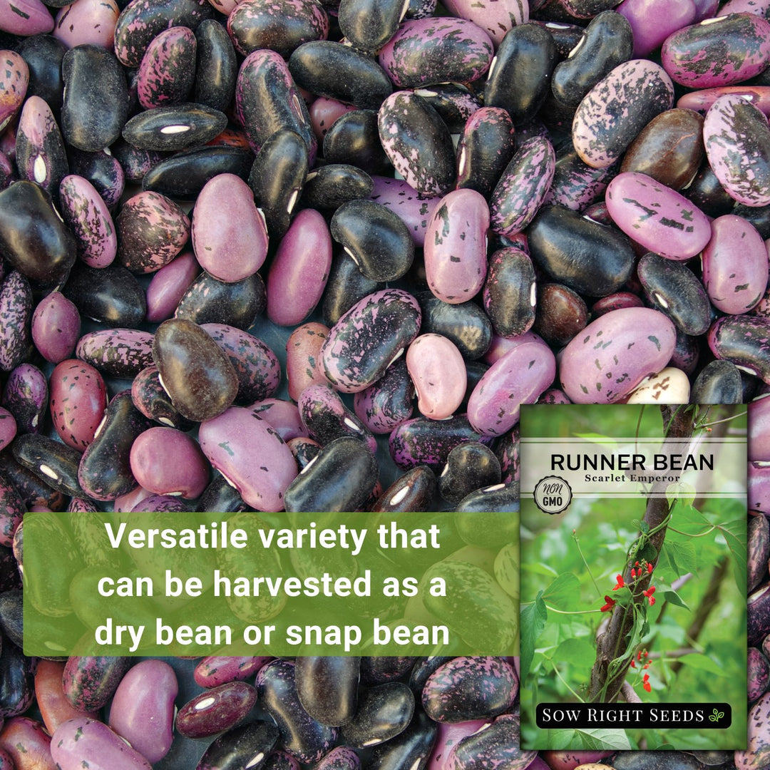 plant runner bean seeds Sow Right Seeds - Scarlet Emperor Runner Bean Seeds for Planting