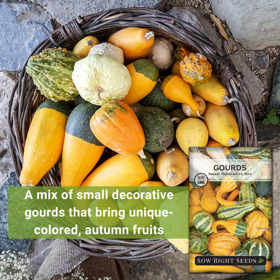 decorative plant seeds Sow Right Seeds - Decorative Small Gourds Mix Seed for Planting