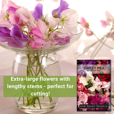 mammoth mix sweet pea extra large flowers with lengthy stems, perfect for cutting