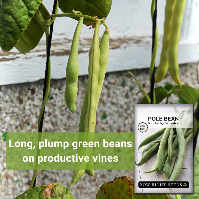 kentucky wonder pole bean long plump green beans on productive vines