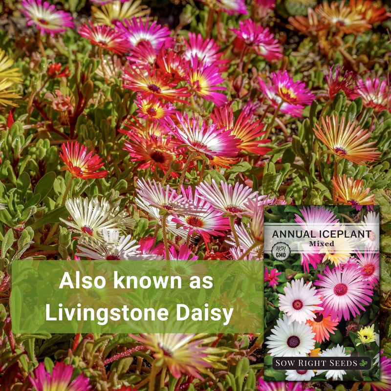 Sow Right Seeds - Ice Plant Flower Seeds for Planting - Non-Invasive Livingstone Daisy, Succulent Like Leaves