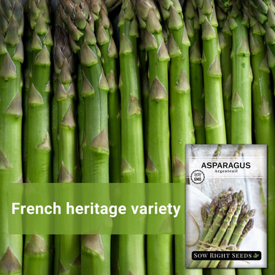 argenteuil asparagus seeds french heritage variety