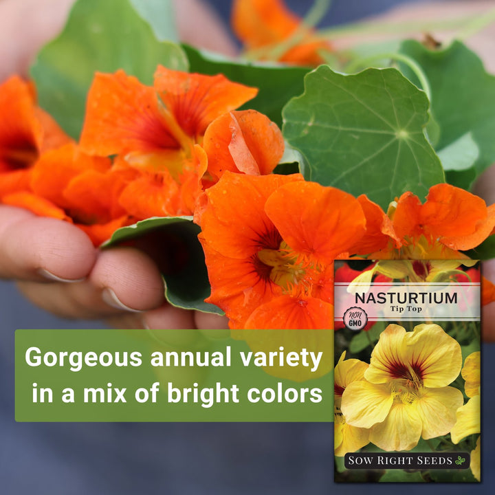 tips for planting nasturtium seeds Tip Top Nasturtium