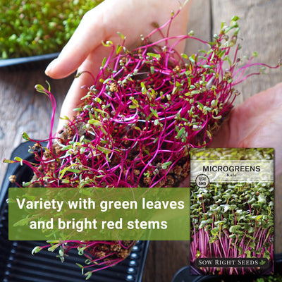 Microgreens Red Kale