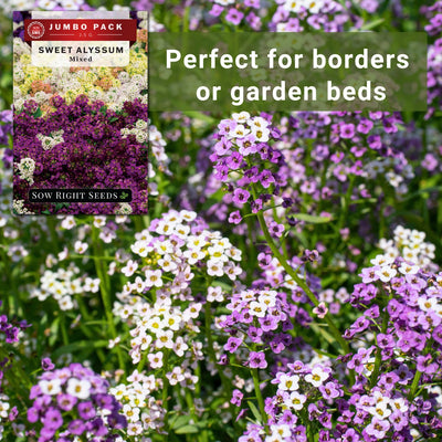 Bulk Sweet Alyssum Mixed 2.5 Grams Seeds