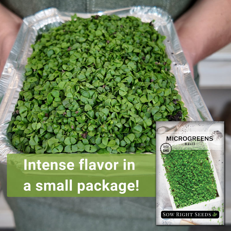 Microgreens Basil