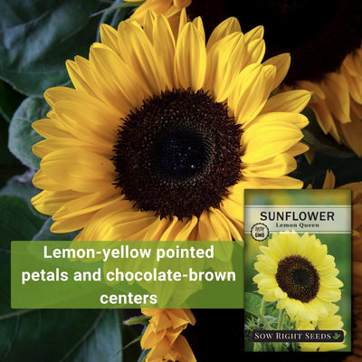 lemon queen sunflower seeds lemon yellow pointed petals and chocolate brown centers